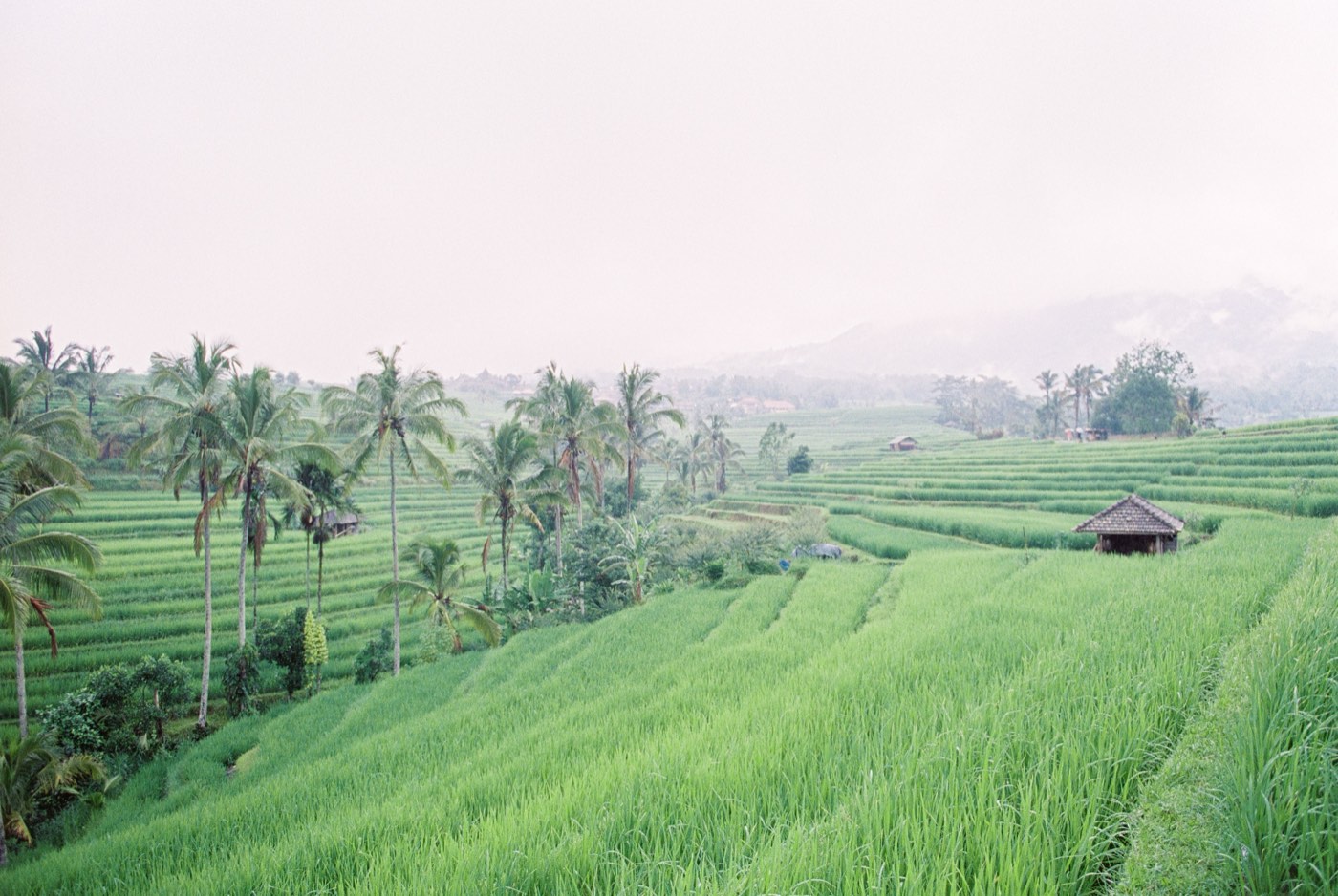 When to come to Bali, and when not to